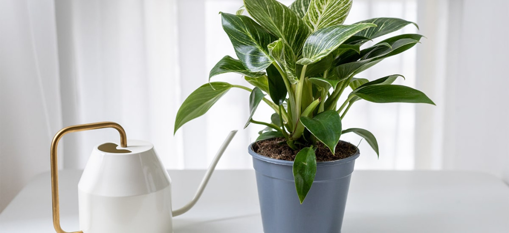 Экзотика из тропиков: как ухаживать за филодендроном Биркин - 6