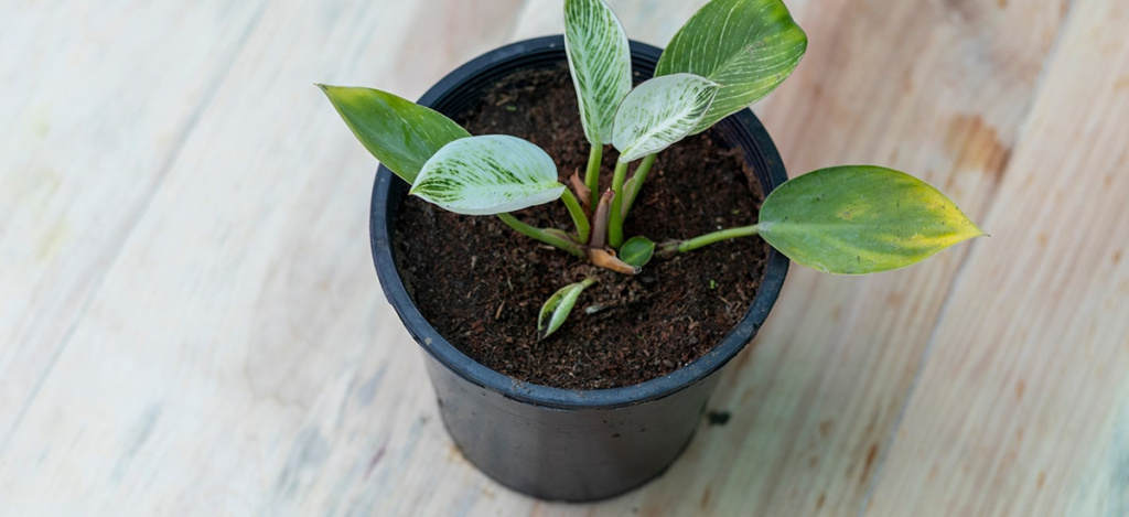 Экзотика из тропиков: как ухаживать за филодендроном Биркин - 8