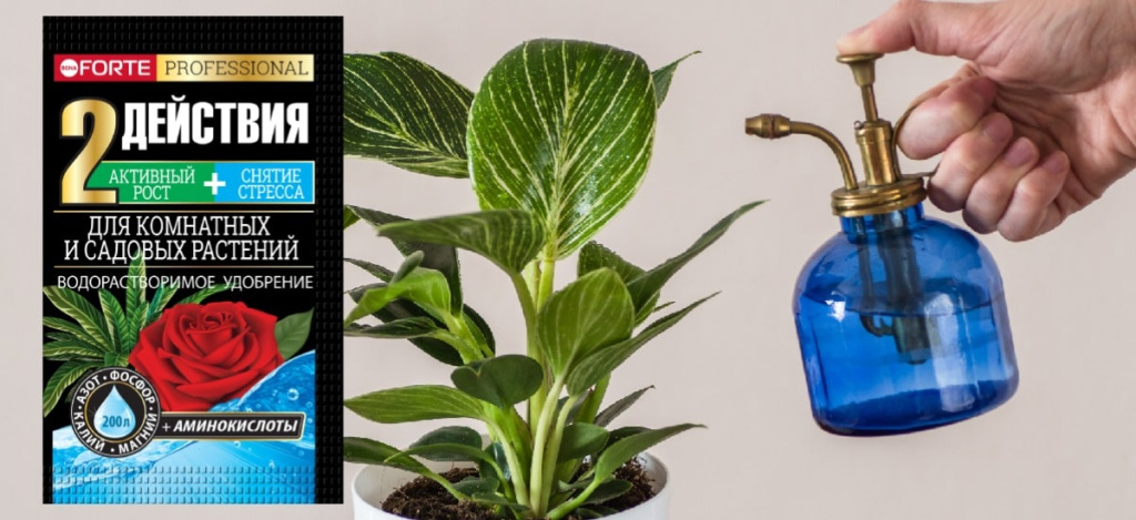 Экзотика из тропиков: как ухаживать за филодендроном Биркин - 7