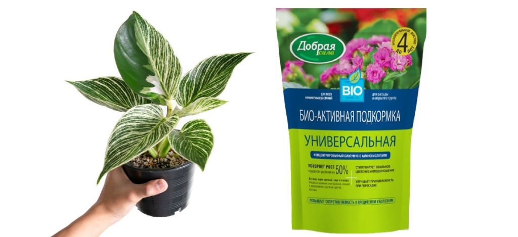 Экзотика из тропиков: как ухаживать за филодендроном Биркин - 5