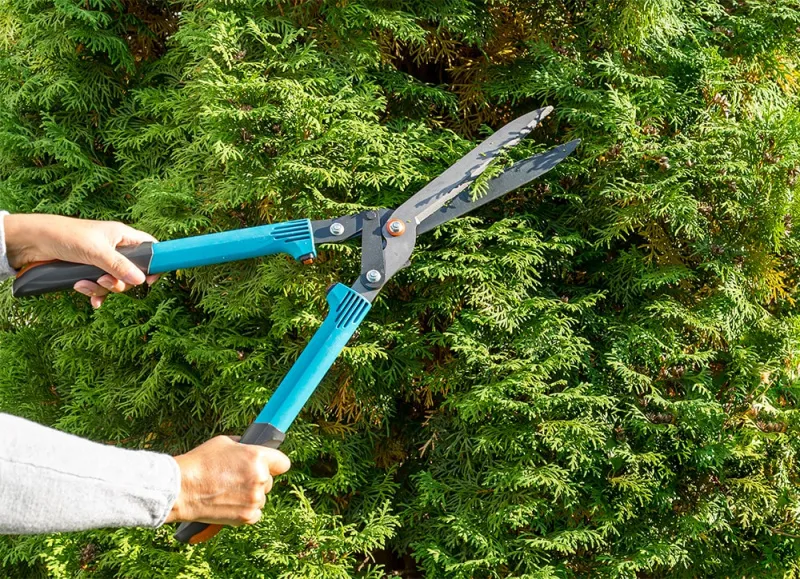 Когда и как обрезать тую: сроки, техники и уход после стрижки