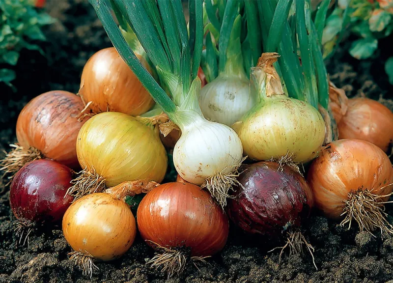 Чем подкормить лук для роста и зелени: план на весь сезон