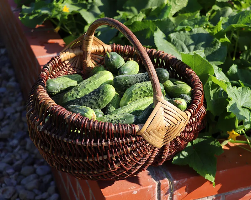 Чем удобрить огурцы в открытом грунте для богатого урожая