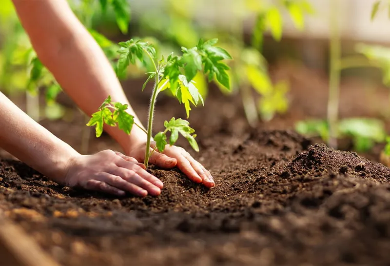 Подготовка грунта в теплице: как превратить истощенную землю в плодородный рай