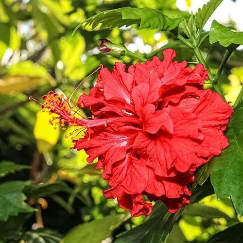 Гибискус комнатный: уход круглый год за китайской розой