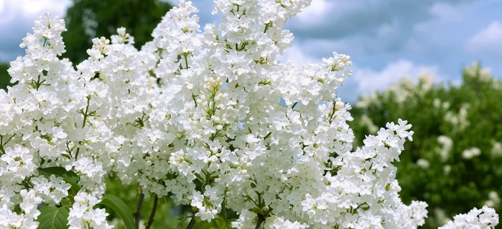 Сирень обыкновенная (Syringa vulgaris