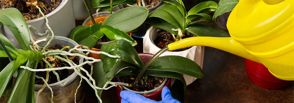 Как заставить цвести орхидею - удобрение